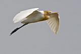 Image. Western Cattle Egret