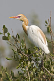 Image. Western Cattle Egret