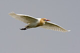 Image. Western Cattle Egret