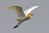 Image. Western Cattle Egret