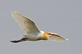 Image. Western Cattle Egret