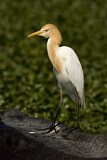 Image. Western Cattle Egret