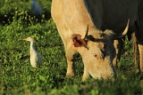 Image. Western Cattle Egret