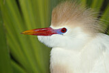 Image. Western Cattle Egret