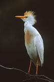 Image. Western Cattle Egret