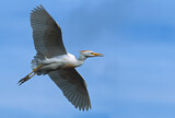 Image. Western Cattle Egret