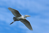 Image. Western Cattle Egret