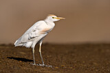 Image. Western Cattle Egret