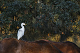 Image. Western Cattle Egret
