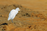 Image. Western Cattle Egret
