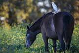 Image. Western Cattle Egret