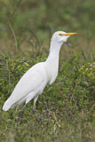 Image. Western Cattle Egret