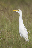 Image. Western Cattle Egret