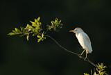 Image. Western Cattle Egret