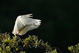 Image. Western Cattle Egret