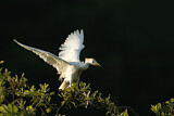 Image. Western Cattle Egret