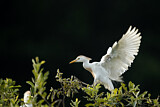 Image. Western Cattle Egret