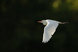 Image. Western Cattle Egret
