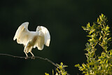 Image. Western Cattle Egret