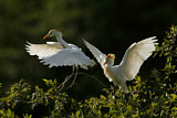 Image. Western Cattle Egret