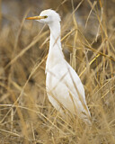 Image. Western Cattle Egret