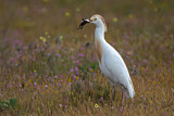 Image. Western Cattle Egret