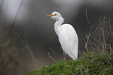 Image. Western Cattle Egret