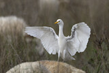 Image. Western Cattle Egret
