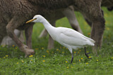 Image. Western Cattle Egret