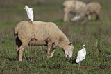 Image. Western Cattle Egret