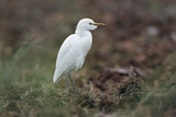 Image. Western Cattle Egret