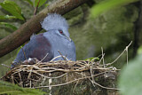 Image. Western Crowned Pigeon