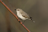 Image. Western Gerygone