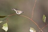 Image. Western Gerygone