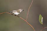 Image. Western Gerygone