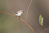Image. Western Gerygone