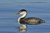 Image. Western Grebe