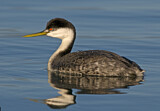 Image. Western Grebe