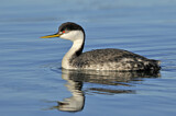 Image. Western Grebe