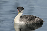 Image. Western Grebe