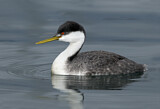 Image. Western Grebe