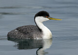 Image. Western Grebe