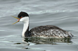 Image. Western Grebe