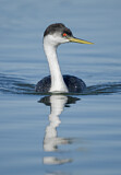 Image. Western Grebe