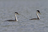 Image. Western Grebe