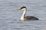 Image. Western Grebe