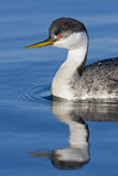 Image. Western Grebe