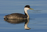 Image. Western Grebe