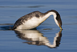 Image. Western Grebe