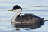 Image. Western Grebe